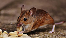 24 Hour & Emergency Exterminators in St George, UT